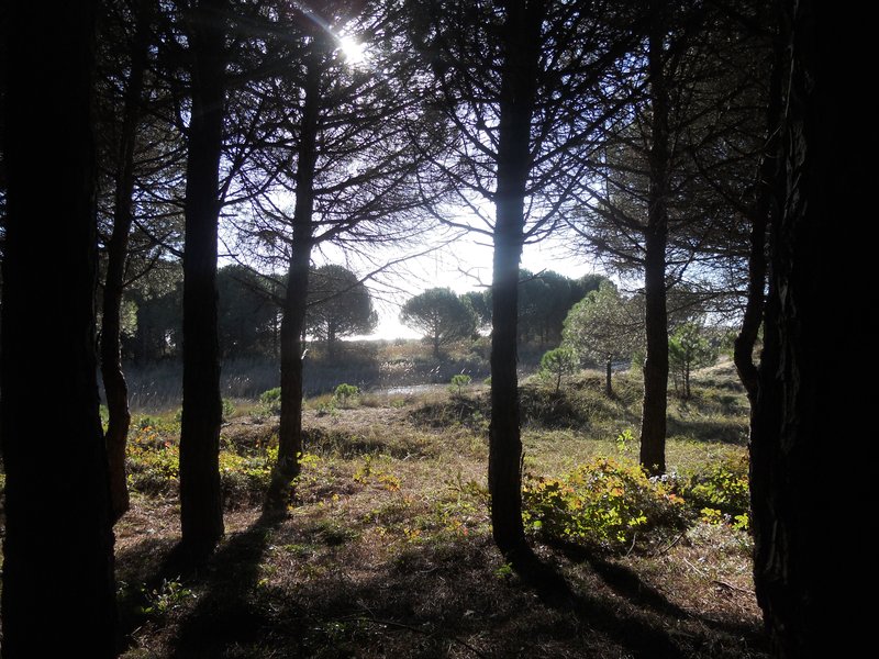 100 Controluce in pineta Beraldo