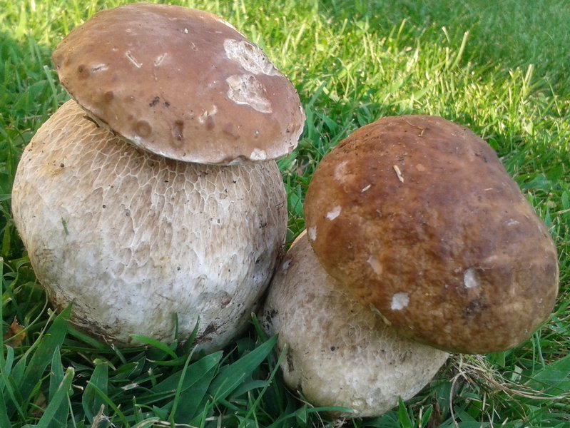 4 Belli cicciotti Corbanese