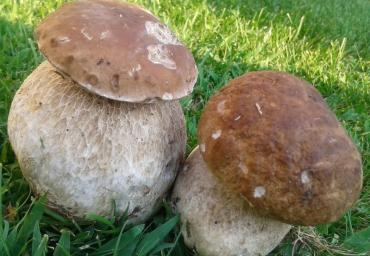 4 Belli cicciotti Corbanese