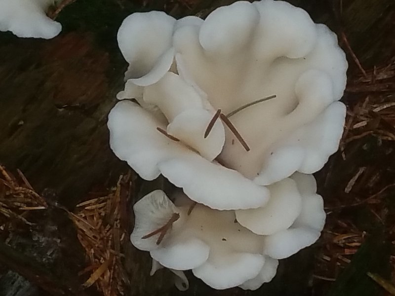 5 Bianche sinuosità Trevisin