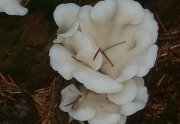 5 Bianche sinuosità Trevisin