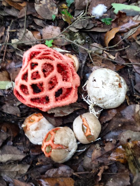 8 Clathrus ruber Beraldo