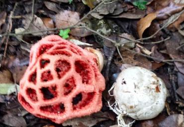 8 Clathrus ruber Beraldo