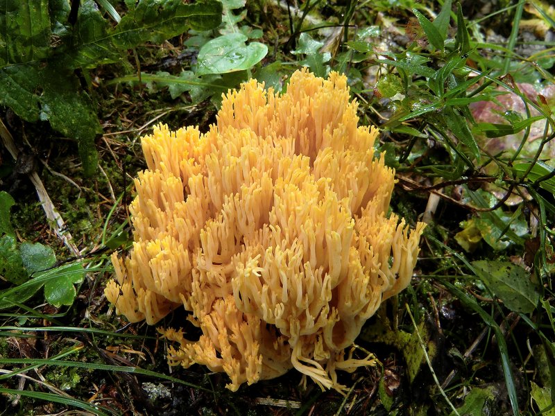 14 Fungo di corallo Fantinati