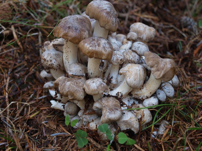 28 Lyophyllum conglobatum Scarpa
