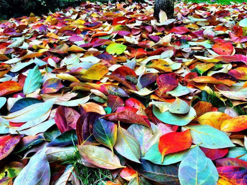 5 Tavolozza di colori Moro