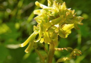 Orchidea