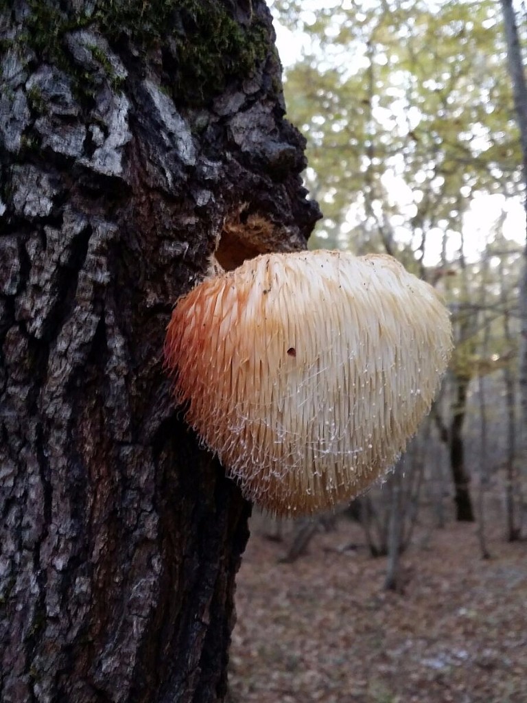 22 Hericium testa di scimmia Biscaro 9x12