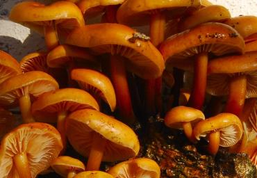6 Cespo di Flammuline Gracis