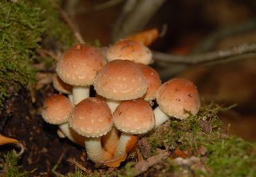 16 Famigliola pericolosa Gracis