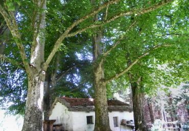 91 All'ombra dei faggi Beraldo