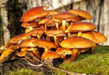 17 Flammulina velutipes Mazzero
