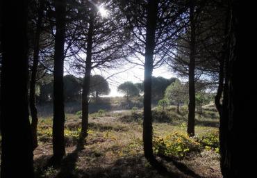 100 Controluce in pineta Beraldo
