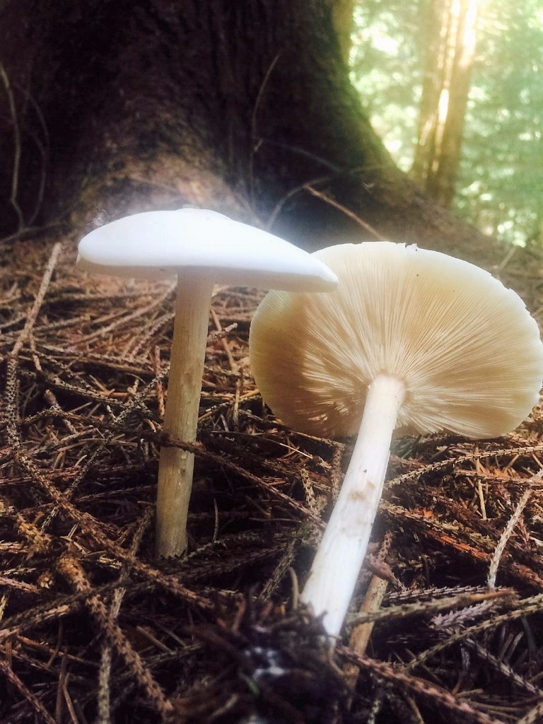 18 Funghi luminescenti Dondi