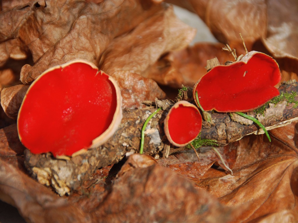20 Fuoco nel bosco d'autunno Gracis