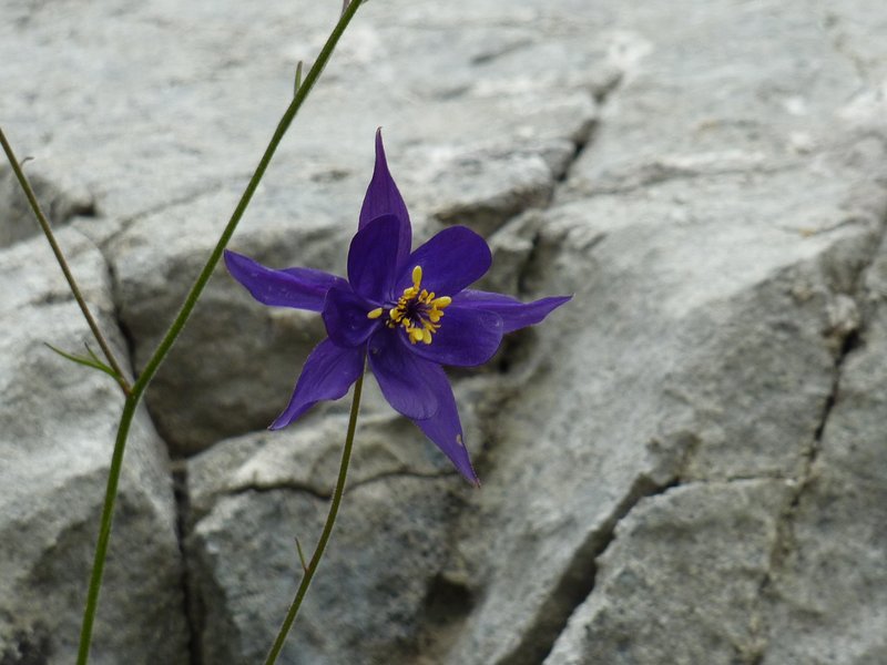 51 Aquilegia sulle roccie Novello