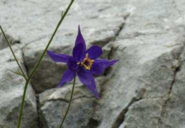 51 Aquilegia sulle roccie Novello