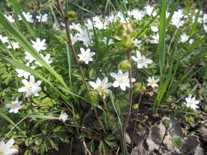 53 Bianchi anemoni Beraldo