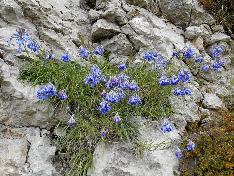 55 Campanelline sospese Bettiol