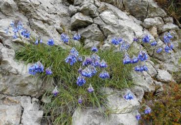 55 Campanelline sospese Bettiol
