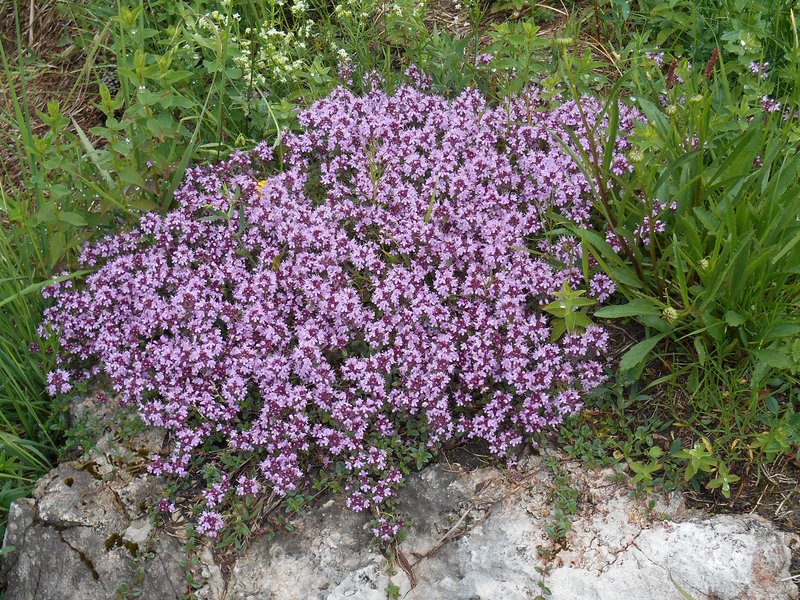 57 Cuscino fiorito sulla roccia Bettiol
