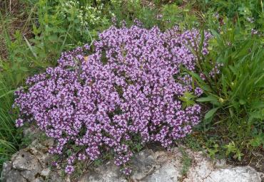 57 Cuscino fiorito sulla roccia Bettiol