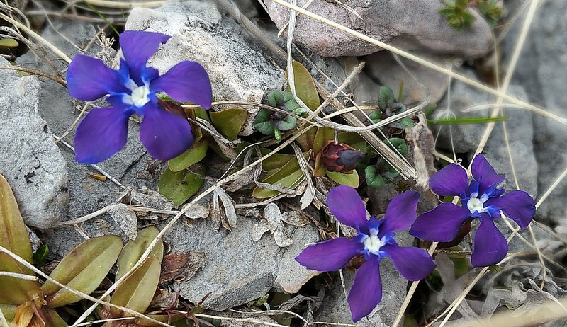 58 Fiori blu tra i sassi Trevisin