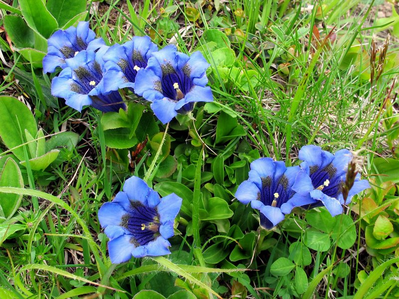 60 Genziana di Koch Vian