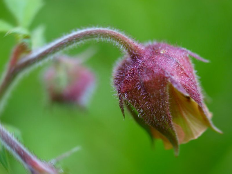 63 Geum rivale Scarpa