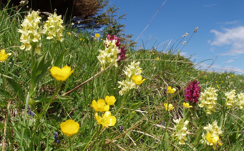 67 I colori dell'orchidea sambucina Vian