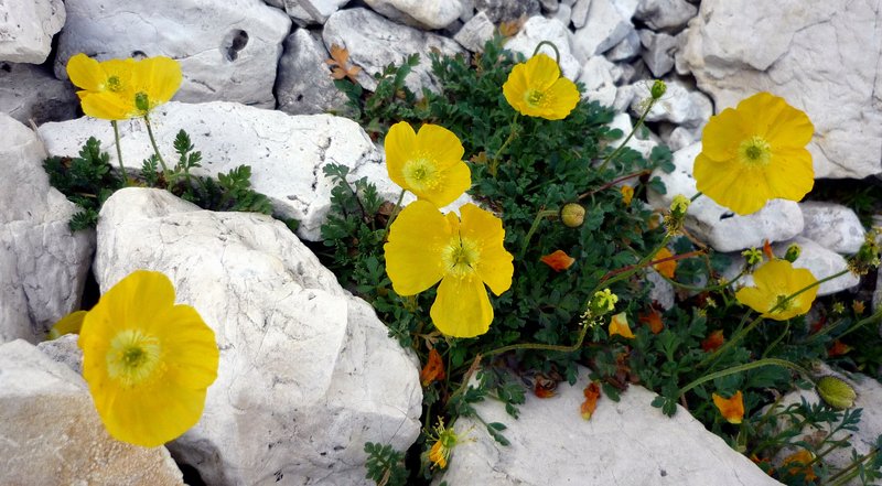 70 Papaveri gialli nel ghiaione Vian