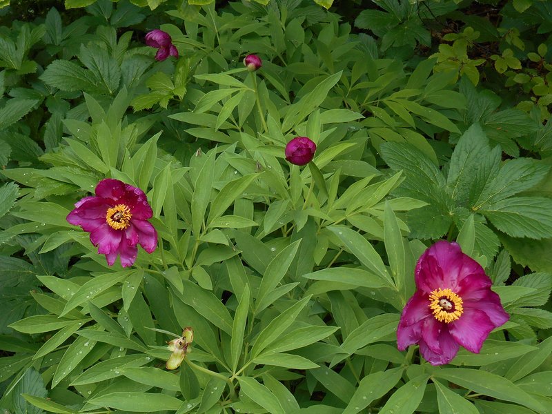 73 Peonie Bettiol