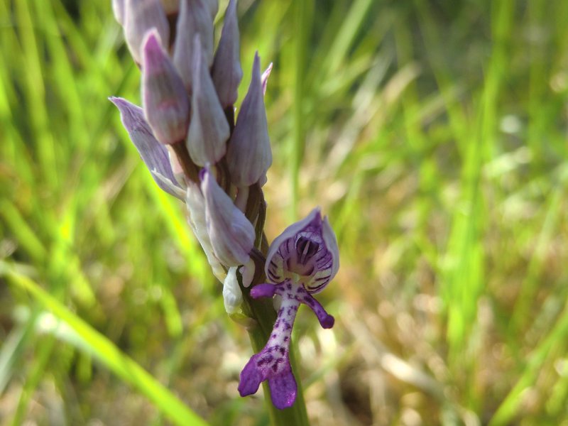 75 Primo a fiorire Fantinati