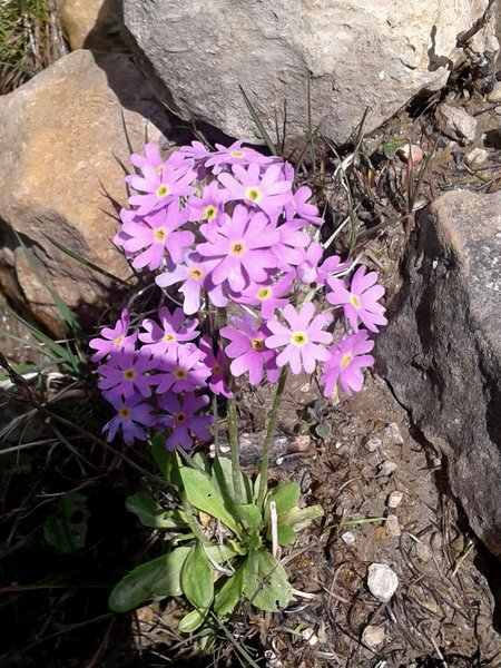 76 Primula farinosa Bettiol
