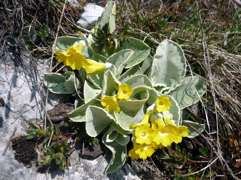 77 Primula orecchio d'orso Vian