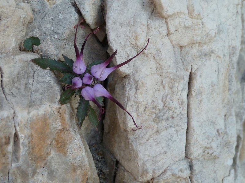 80 Raponzolo di roccia Novello