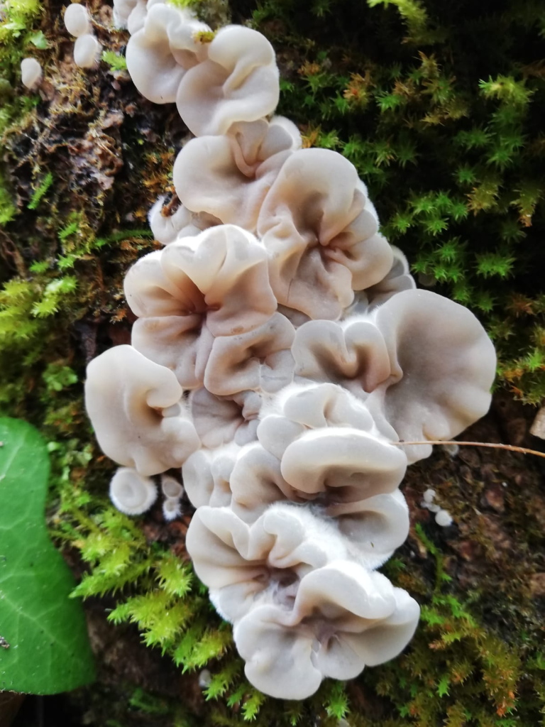 2 Cascata di funghi Smoljanovic 2 classificata