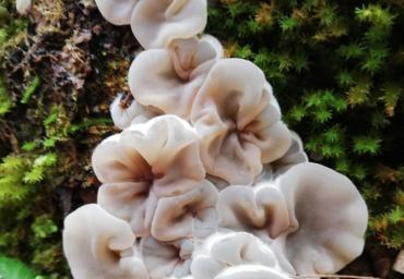 2 Cascata di funghi Smoljanovic 2 classificata
