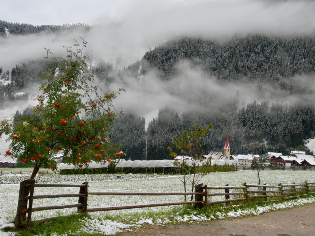 6 Neve d'agosto porcino non ti conosco Gracis