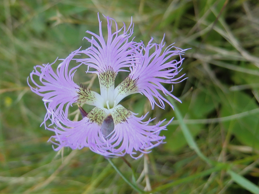 2 Dianthus superbus Fantinati