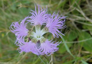 2 Dianthus superbus Fantinati