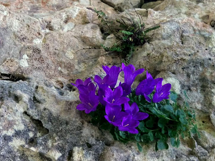 4 Campanula tra le rocce Smoljanovic