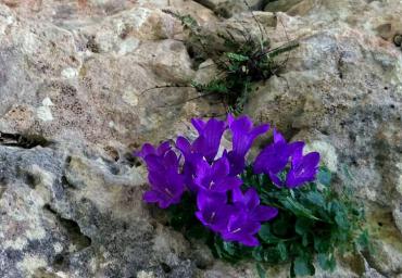 4 Campanula tra le rocce Smoljanovic