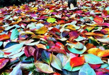 5 Tavolozza di colori Moro