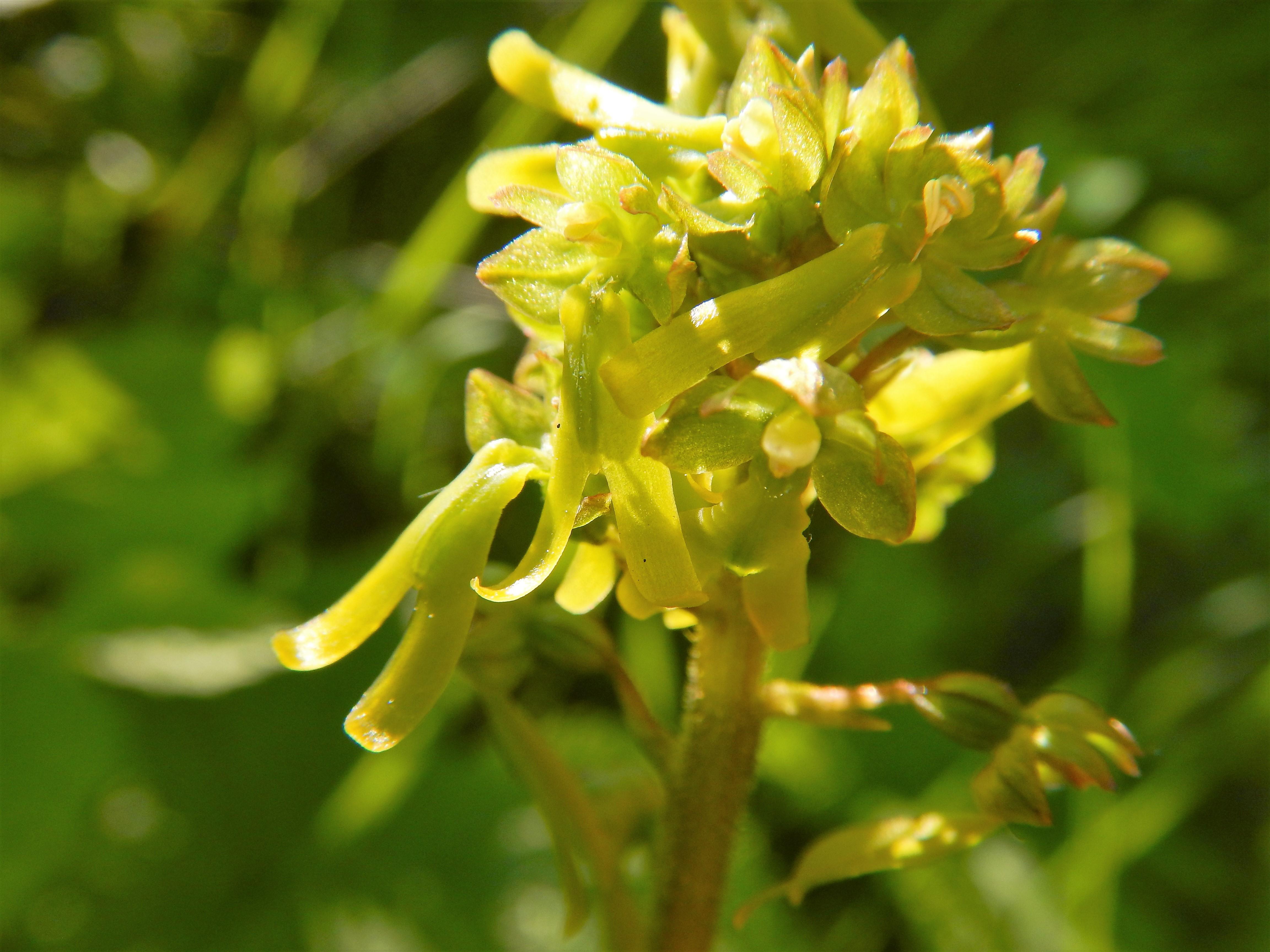 Orchidea