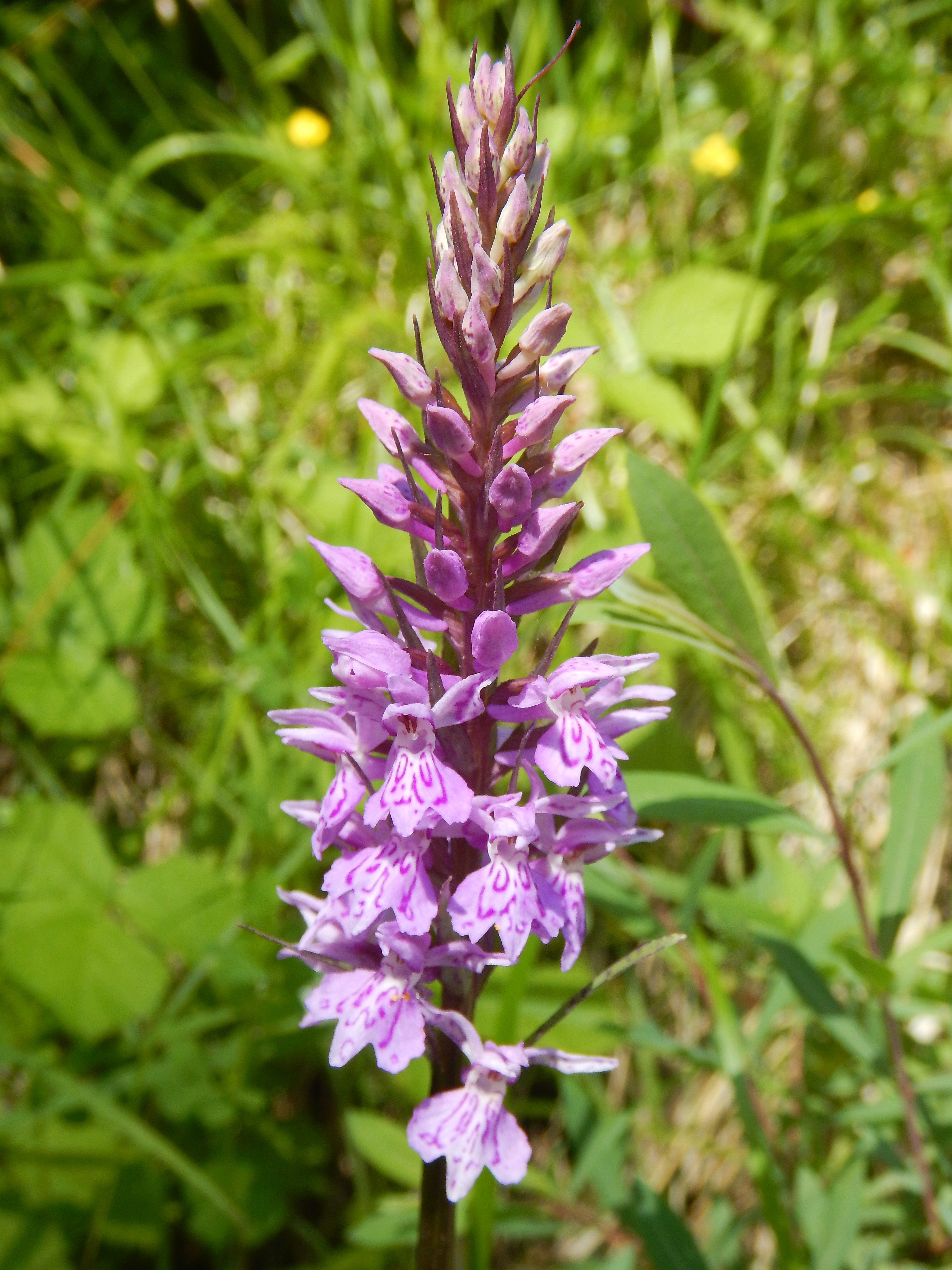 DSCN2284b