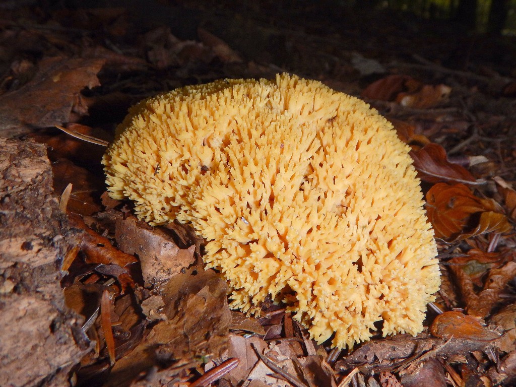 8 Corallo nel bosco Cianferoni