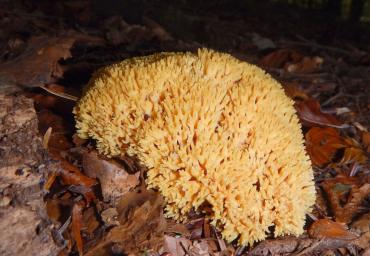 8 Corallo nel bosco Cianferoni