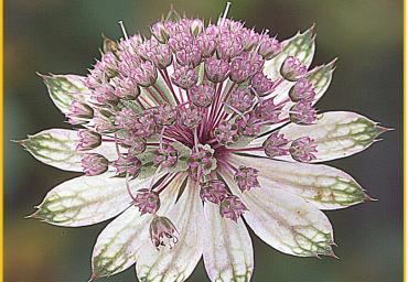 Petali
