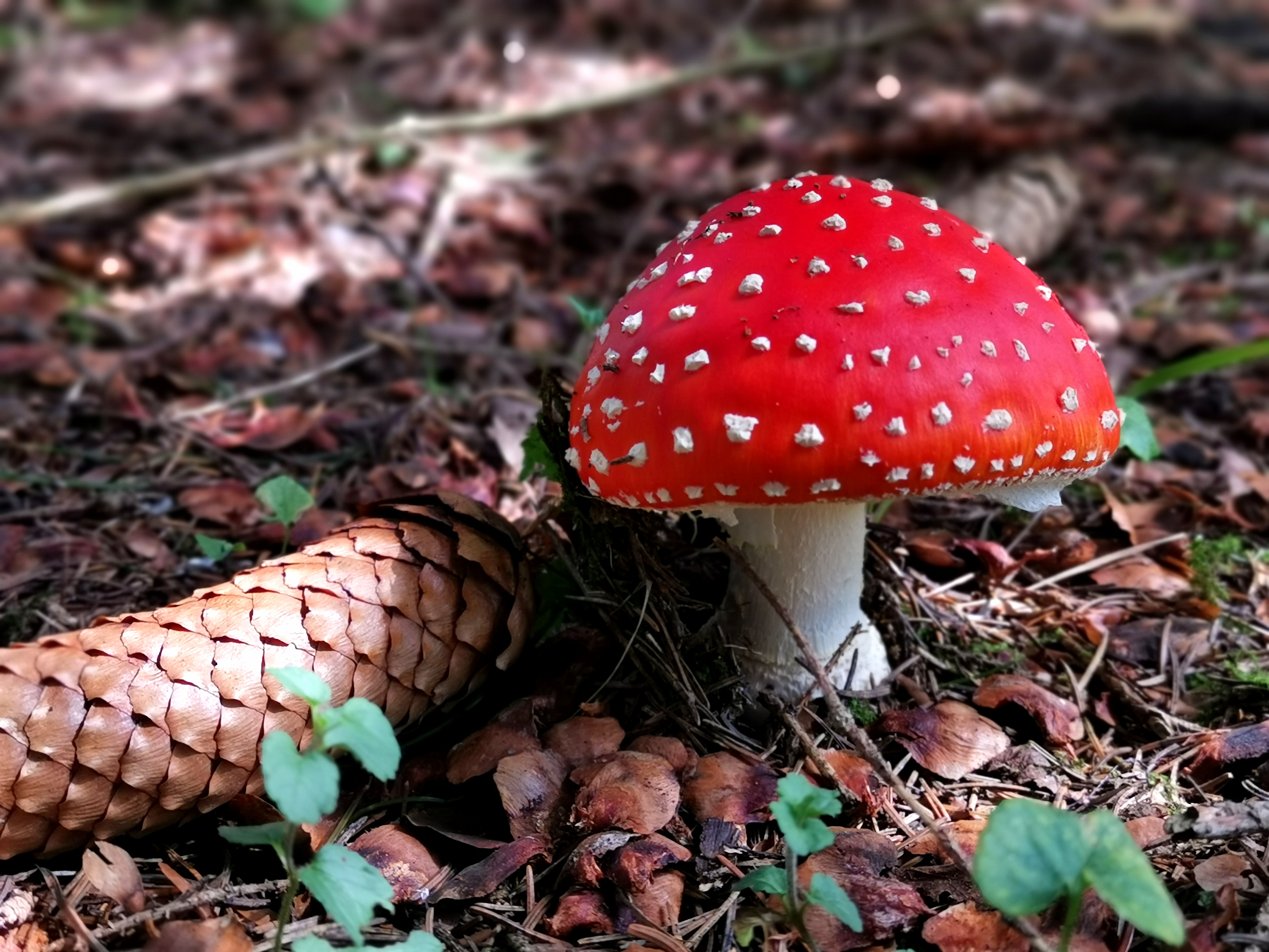 Un bel cappello